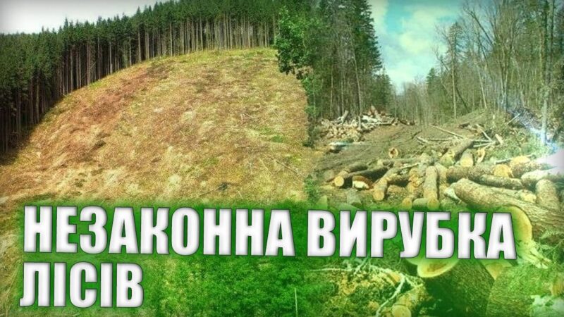 Як зупинити  масштабну вирубку в Карпатах?
